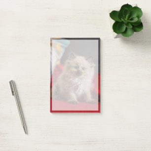 Cutest Baby Animals   Siamese Kitten Post-it Notes