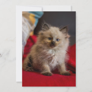 Cutest Baby Animals   Siamese Kitten Thank You Card