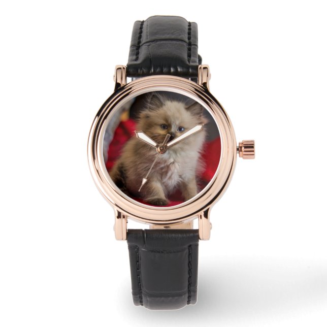 Cutest Baby Animals | Siamese Kitten Watch (Front)