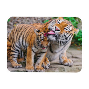 Cutest Baby Animals   Siberian Tiger Family Magnet