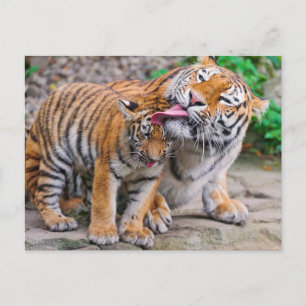 Cutest Baby Animals Siberian Tiger Family Postcard