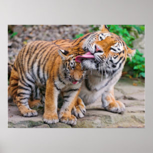 Cutest Baby Animals Siberian Tiger Family Poster