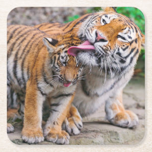 Cutest Baby Animals   Siberian Tiger Family Square Paper Coaster