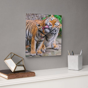 Cutest Baby Animals   Siberian Tiger Family Square Wall Clock