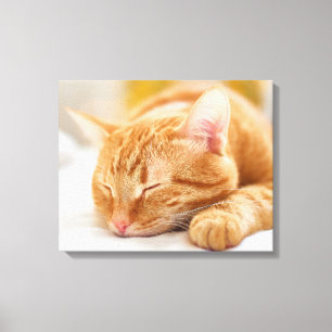 Cutest Baby Animals Sleeping Ginger Cat Canvas Print