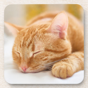 Cutest Baby Animals   Sleeping Ginger Cat Coaster