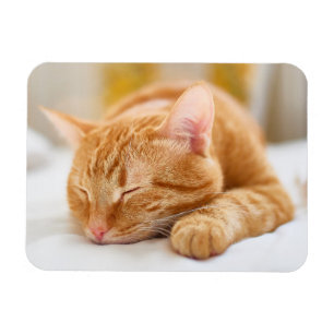 Cutest Baby Animals Sleeping Ginger Cat Magnet
