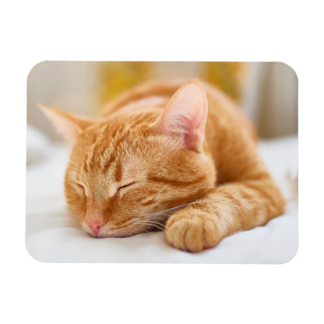 Cutest Baby Animals | Sleeping Ginger Cat Magnet (Horizontal)