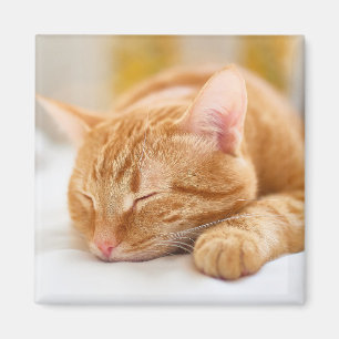 Cutest Baby Animals Sleeping Ginger Cat Magnet