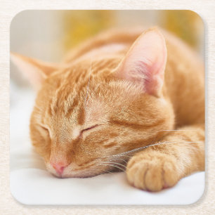 Cutest Baby Animals   Sleeping Ginger Cat Square Paper Coaster