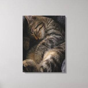 Cutest Baby Animals   Sleeping Tabby Cat Canvas Print