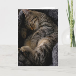 Cutest Baby Animals Sleeping Tabby Cat Card