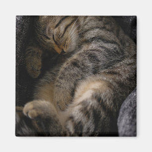 Cutest Baby Animals Sleeping Tabby Cat Magnet