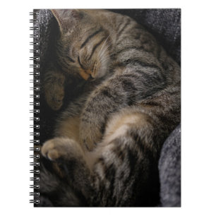 Cutest Baby Animals Sleeping Tabby Cat Notebook