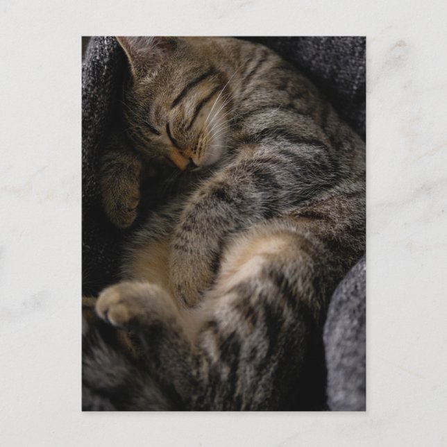 Cutest Baby Animals | Sleeping Tabby Cat Postcard (Front)