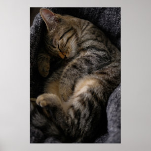 Cutest Baby Animals   Sleeping Tabby Cat Poster