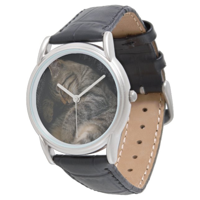 Cutest Baby Animals | Sleeping Tabby Cat Watch (Angled)