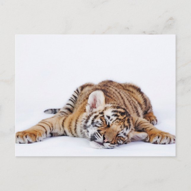 Cutest Baby Animals | Sleepy Baby Tiger Cub Postcard (Front)
