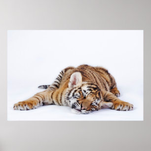 Cutest Baby Animals Sleepy Baby Tiger Cub Poster
