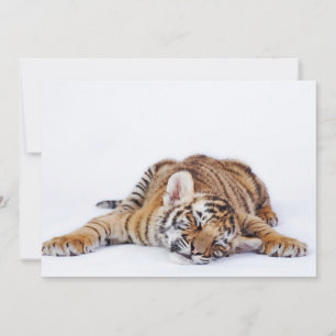Cutest Baby Animals   Sleepy Baby Tiger Cub Thank You Card