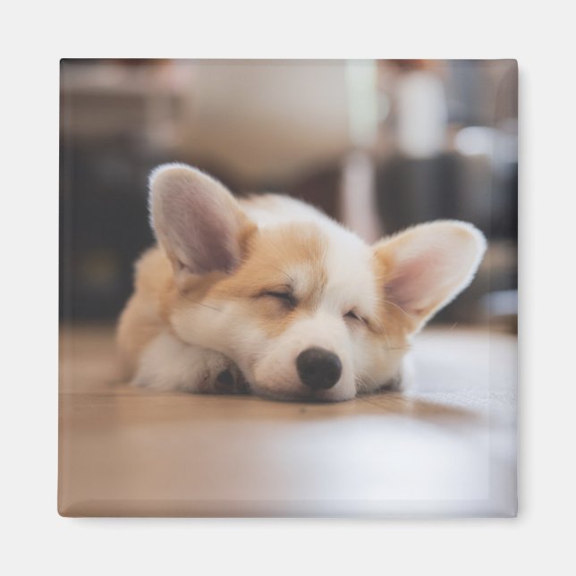 Cutest Baby Animals | Sleepy Corgi Magnet (Front)