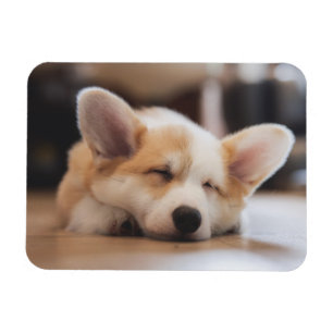 Cutest Baby Animals   Sleepy Corgi Magnet