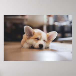 Cutest Baby Animals   Sleepy Corgi Poster