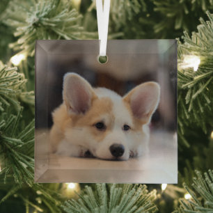 Cutest Baby Animals Sleepy Corgi Puppy Glass Tree Decoration