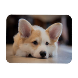 Cutest Baby Animals   Sleepy Corgi Puppy Magnet