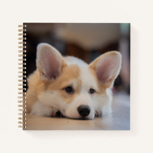 Cutest Baby Animals   Sleepy Corgi Puppy Notebook