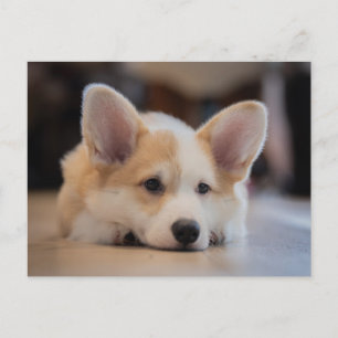 Cutest Baby Animals   Sleepy Corgi Puppy Postcard