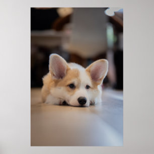 Cutest Baby Animals Sleepy Corgi Puppy Poster