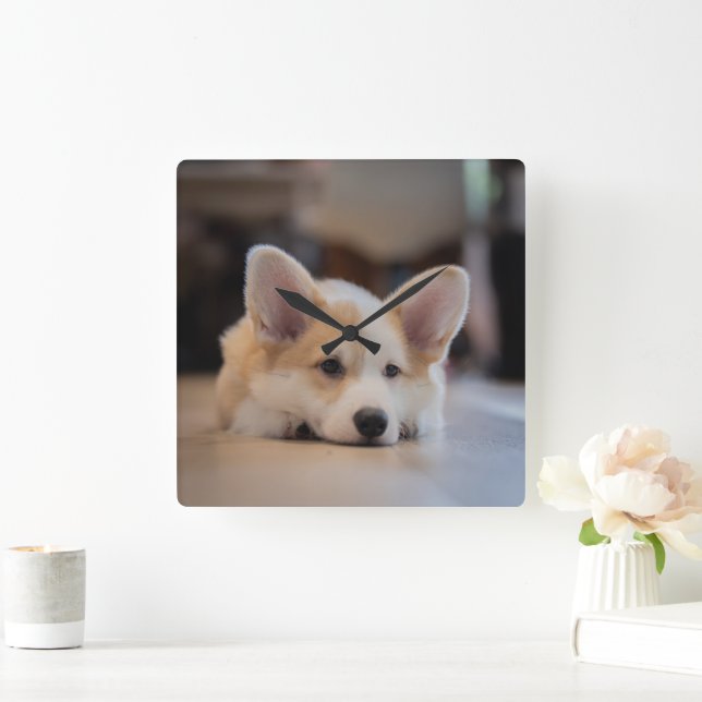 Cutest Baby Animals | Sleepy Corgi Puppy Square Wall Clock (Home)