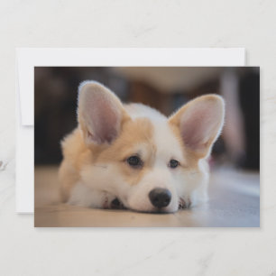 Cutest Baby Animals   Sleepy Corgi Puppy Thank You Card