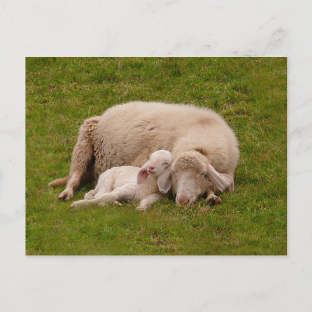 Cutest Baby Animals | Smiling Sleeping Lamb Postcard (Front)