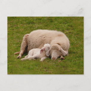 Cutest Baby Animals   Smiling Sleeping Lamb Postcard