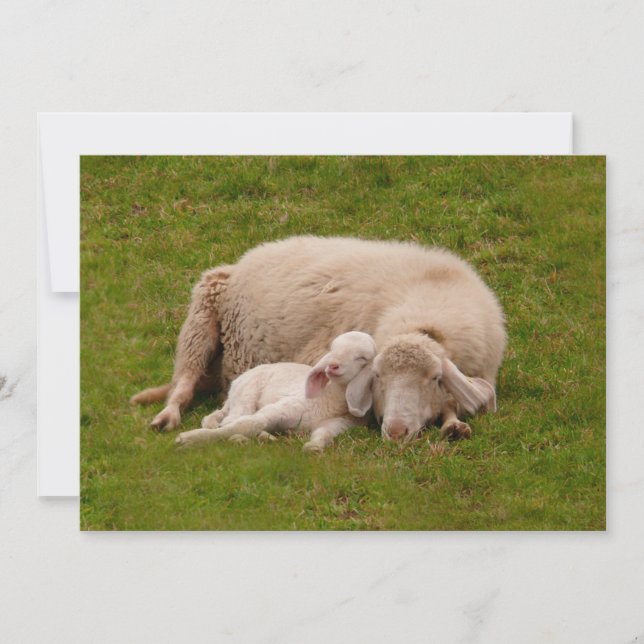 Cutest Baby Animals | Smiling Sleeping Lamb Thank You Card (Front)