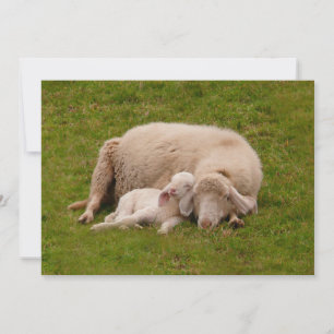 Cutest Baby Animals   Smiling Sleeping Lamb Thank You Card