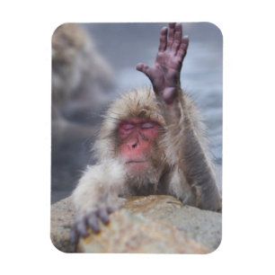 Cutest Baby Animals Snow Monkey Face Magnet