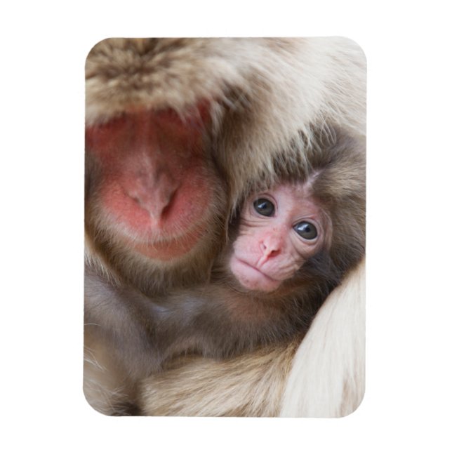 Cutest Baby Animals | Snow Monkey Magnet (Vertical)