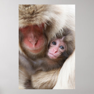 Cutest Baby Animals   Snow Monkey Poster