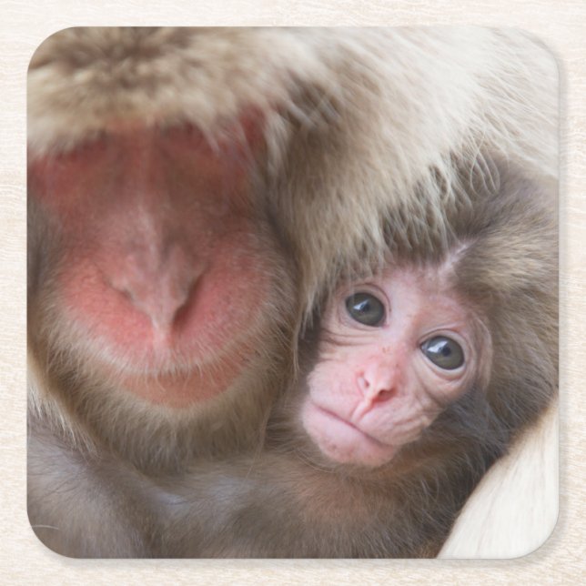 Cutest Baby Animals | Snow Monkey Square Paper Coaster (Front)