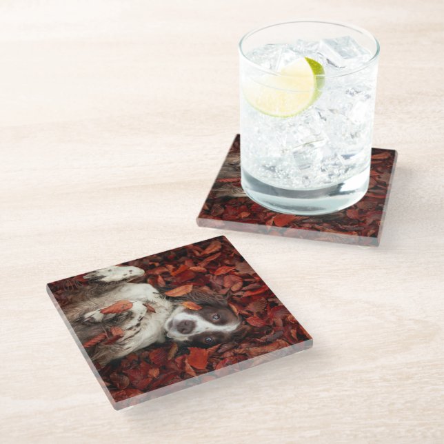 Cutest Baby Animals | Spaniel in Autumn Leaves Glass Coaster (Angled)