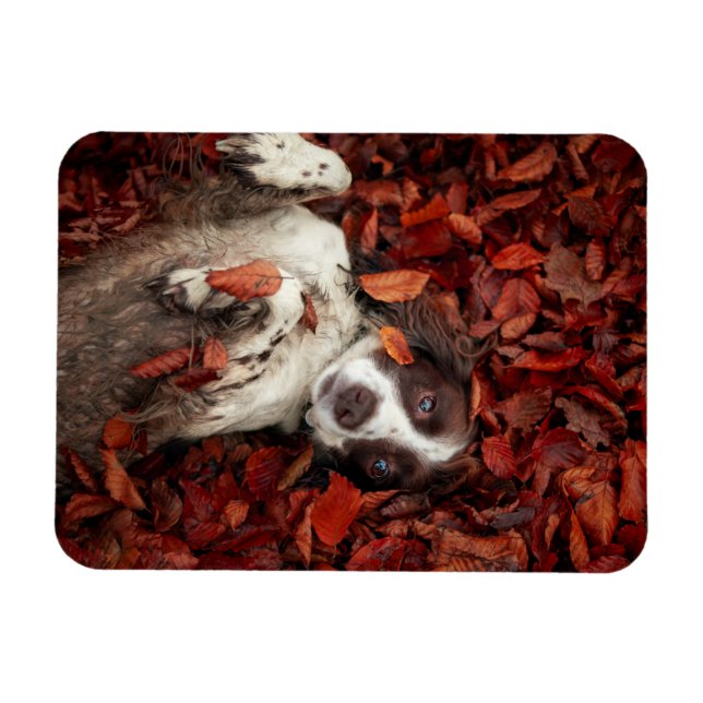 Cutest Baby Animals | Spaniel in Autumn Leaves Magnet (Horizontal)