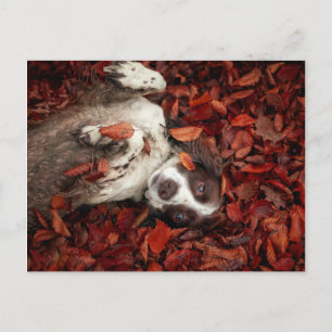 Cutest Baby Animals   Spaniel in Autumn Leaves Postcard
