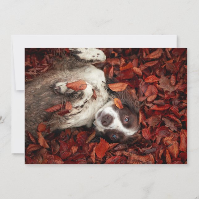 Cutest Baby Animals | Spaniel in Autumn Leaves Thank You Card (Front)