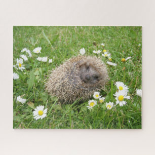 Cutest Baby Animals   Spanish Hedgehog Jigsaw Puzzle