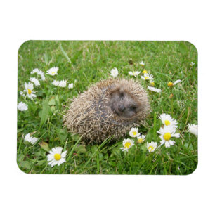 Cutest Baby Animals   Spanish Hedgehog Magnet