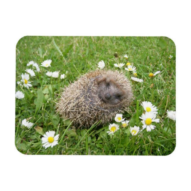 Cutest Baby Animals | Spanish Hedgehog Magnet (Horizontal)