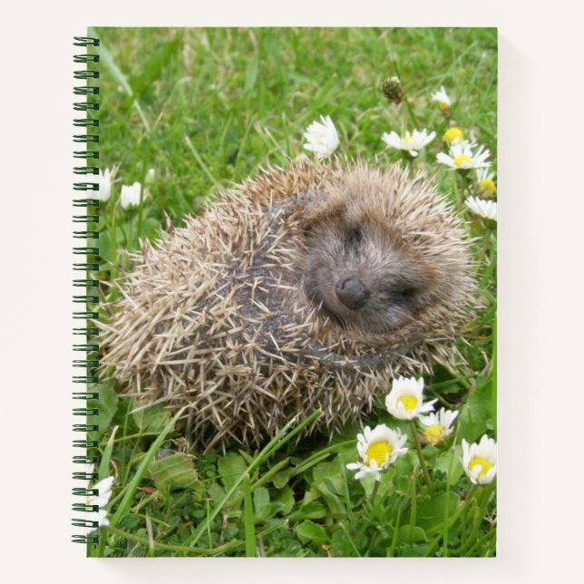 Cutest Baby Animals | Spanish Hedgehog Notebook (Front)